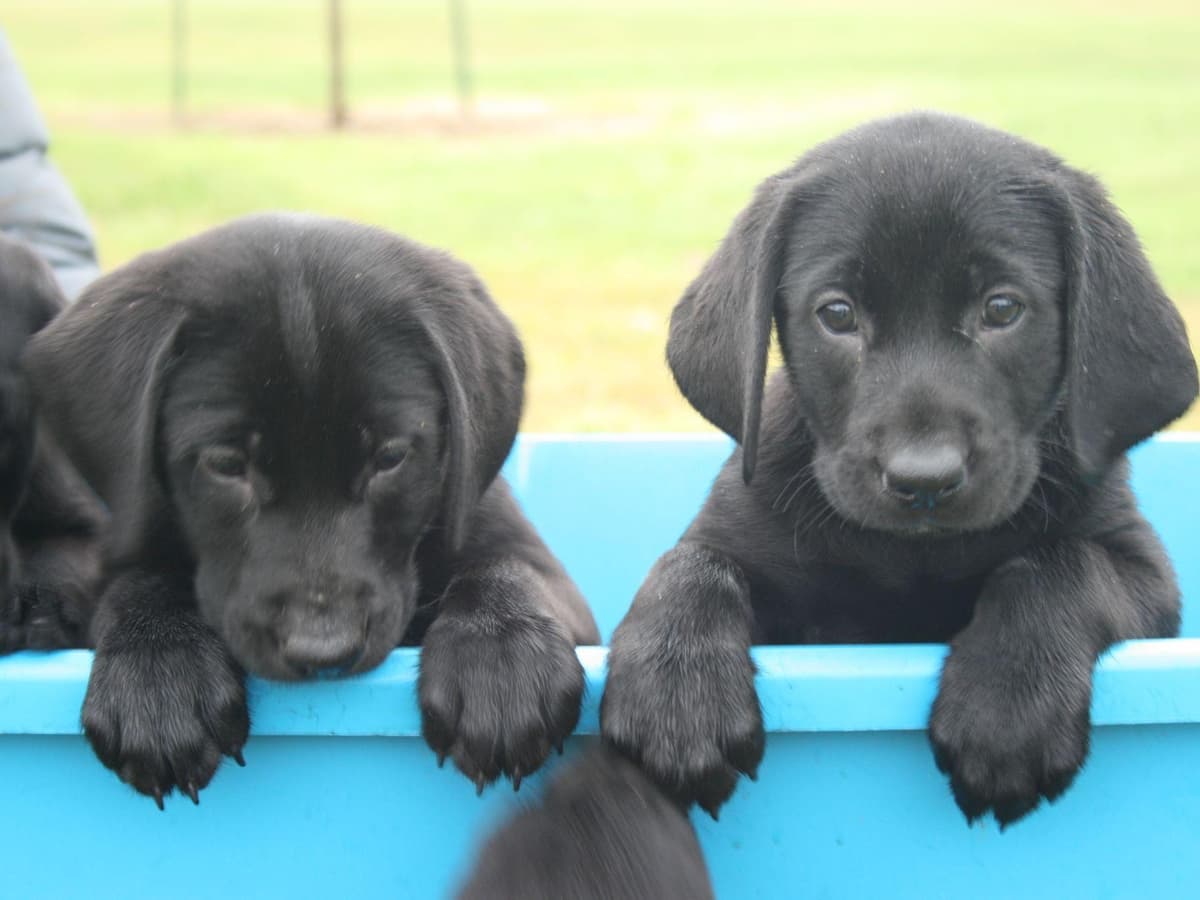Exceptional Labrador Retriever Puppies breeder image 21