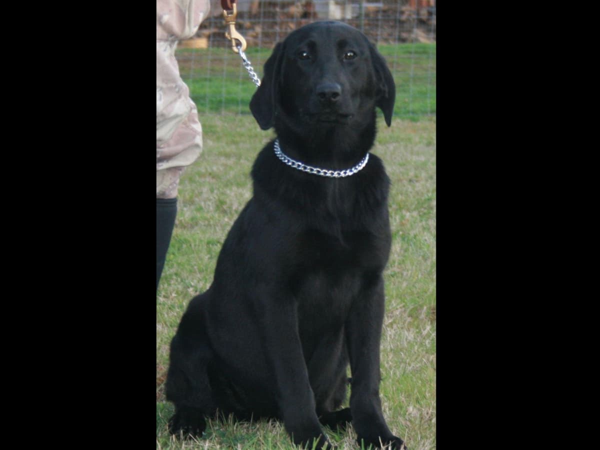 Exceptional Labrador Retriever Puppies breeder image 22