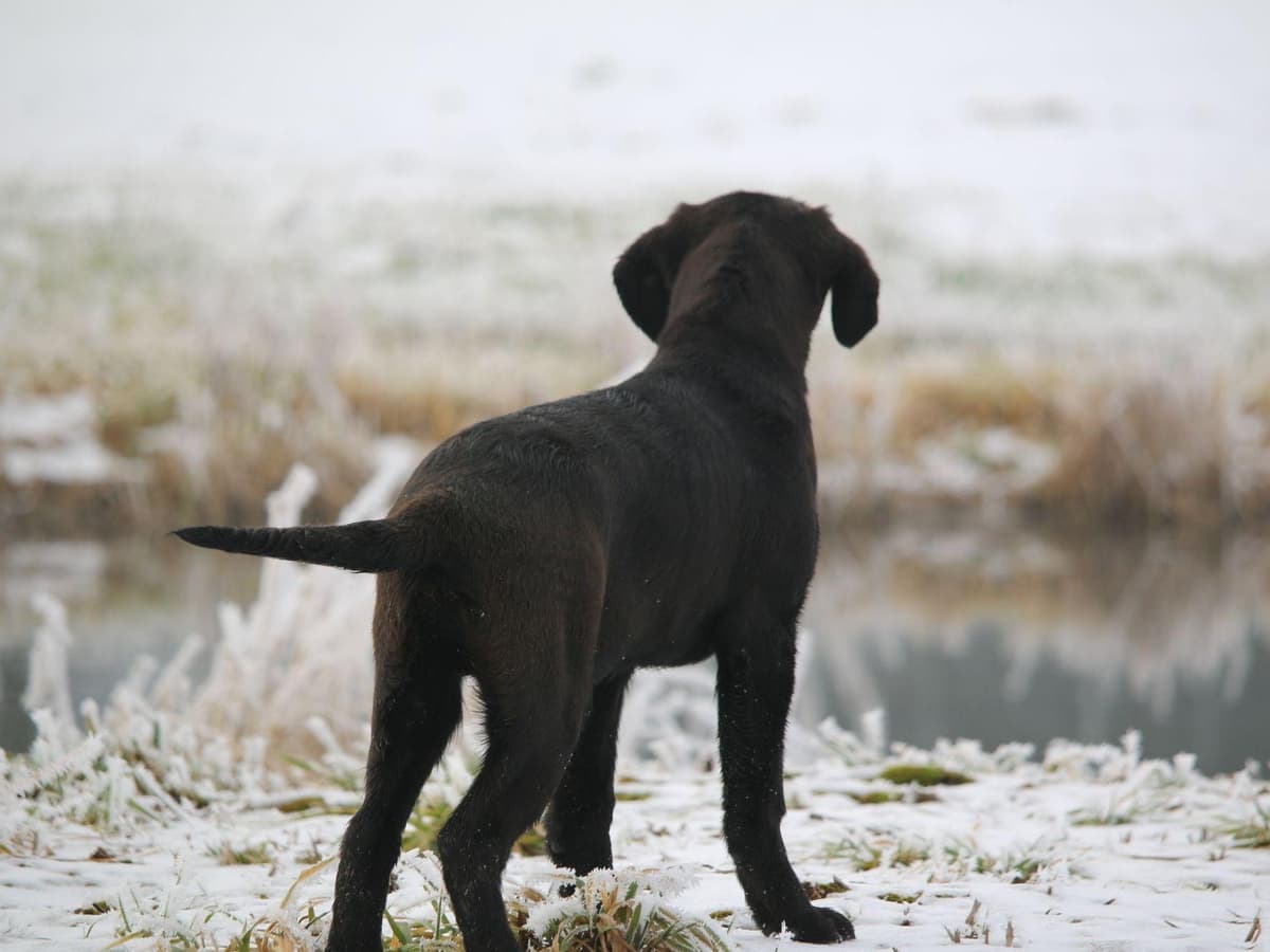 Exceptional Labrador Retriever Puppies breeder image 23