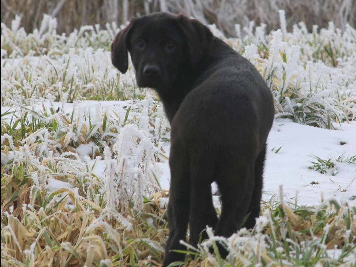 Exceptional Labrador Retriever Puppies breeder image 24