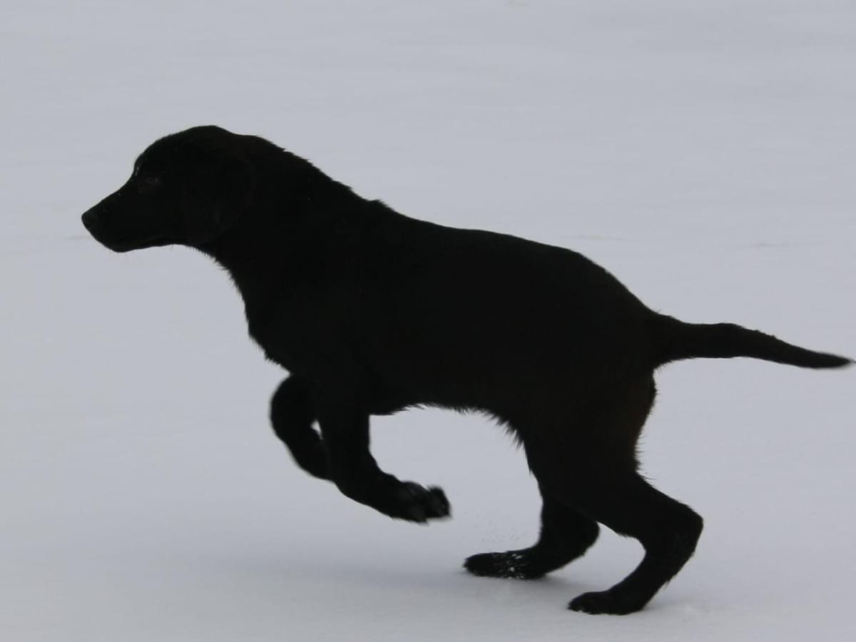 Exceptional Labrador Retriever Puppies breeder image 25