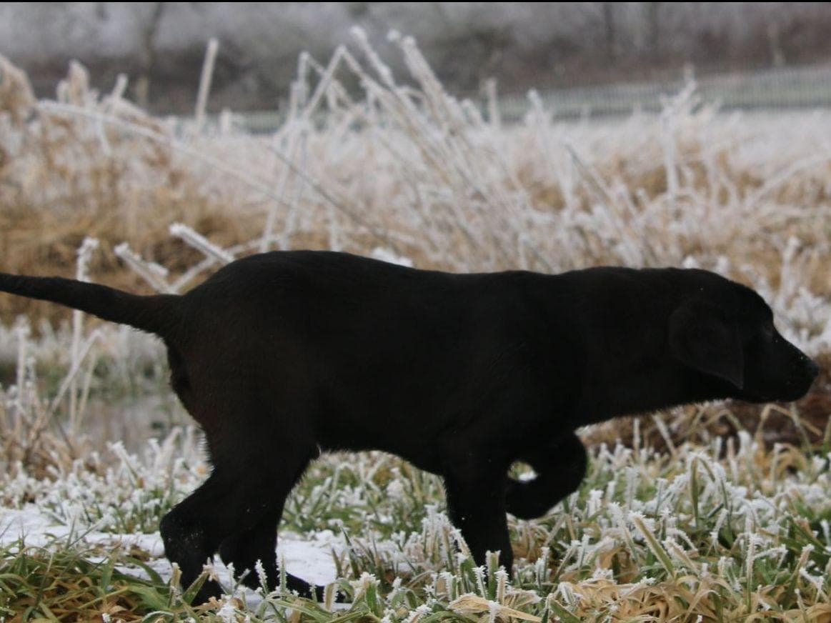 Exceptional Labrador Retriever Puppies breeder image 27