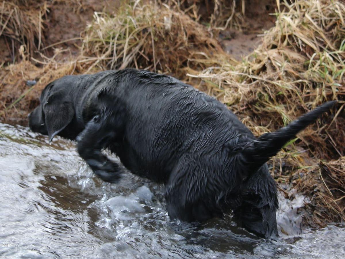 Exceptional Labrador Retriever Puppies breeder image 28
