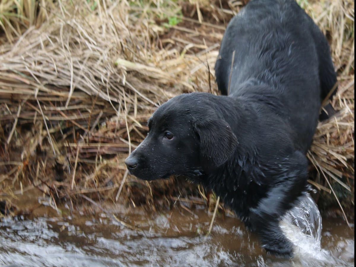 Exceptional Labrador Retriever Puppies breeder image 29