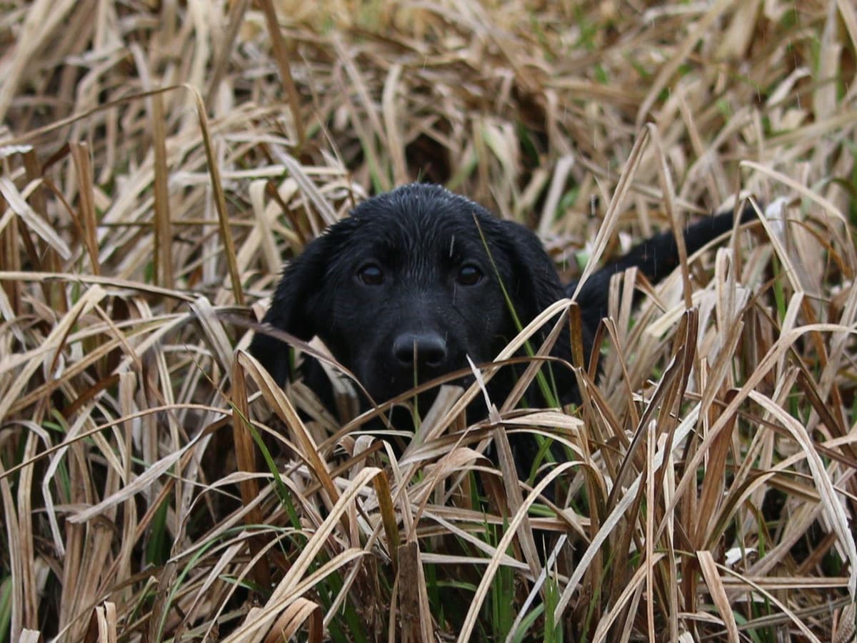 Exceptional Labrador Retriever Puppies breeder image 31