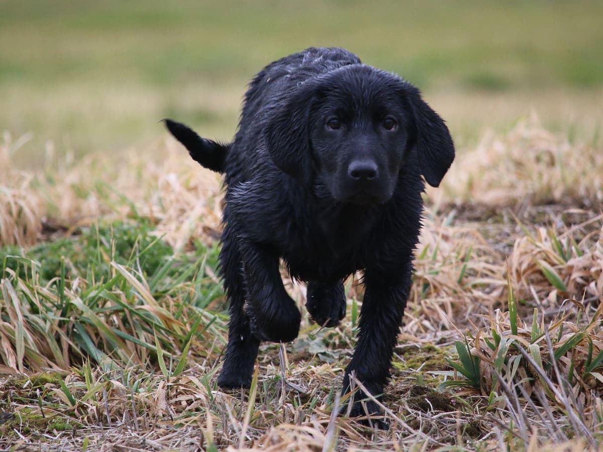 Exceptional Labrador Retriever Puppies breeder image 32