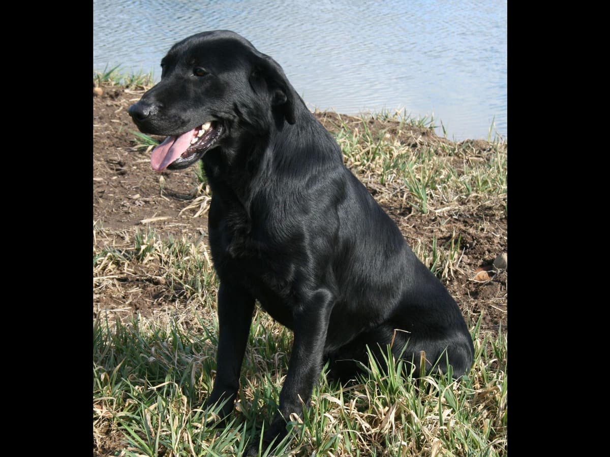 Exceptional Labrador Retriever Puppies breeder image 35