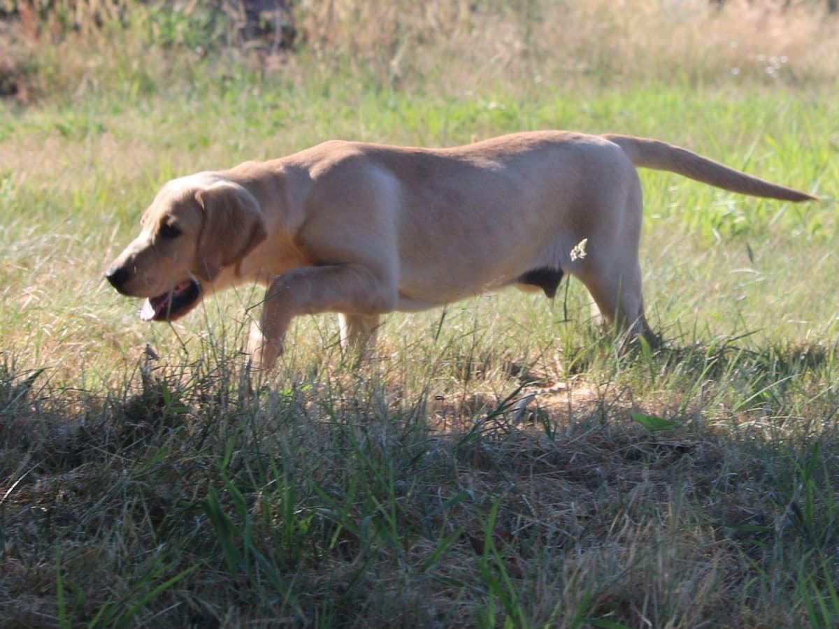 Exceptional Labrador Retriever Puppies breeder image 37