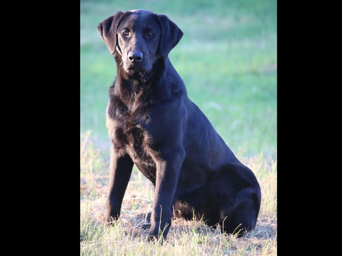 Exceptional Labrador Retriever Puppies breeder image 39
