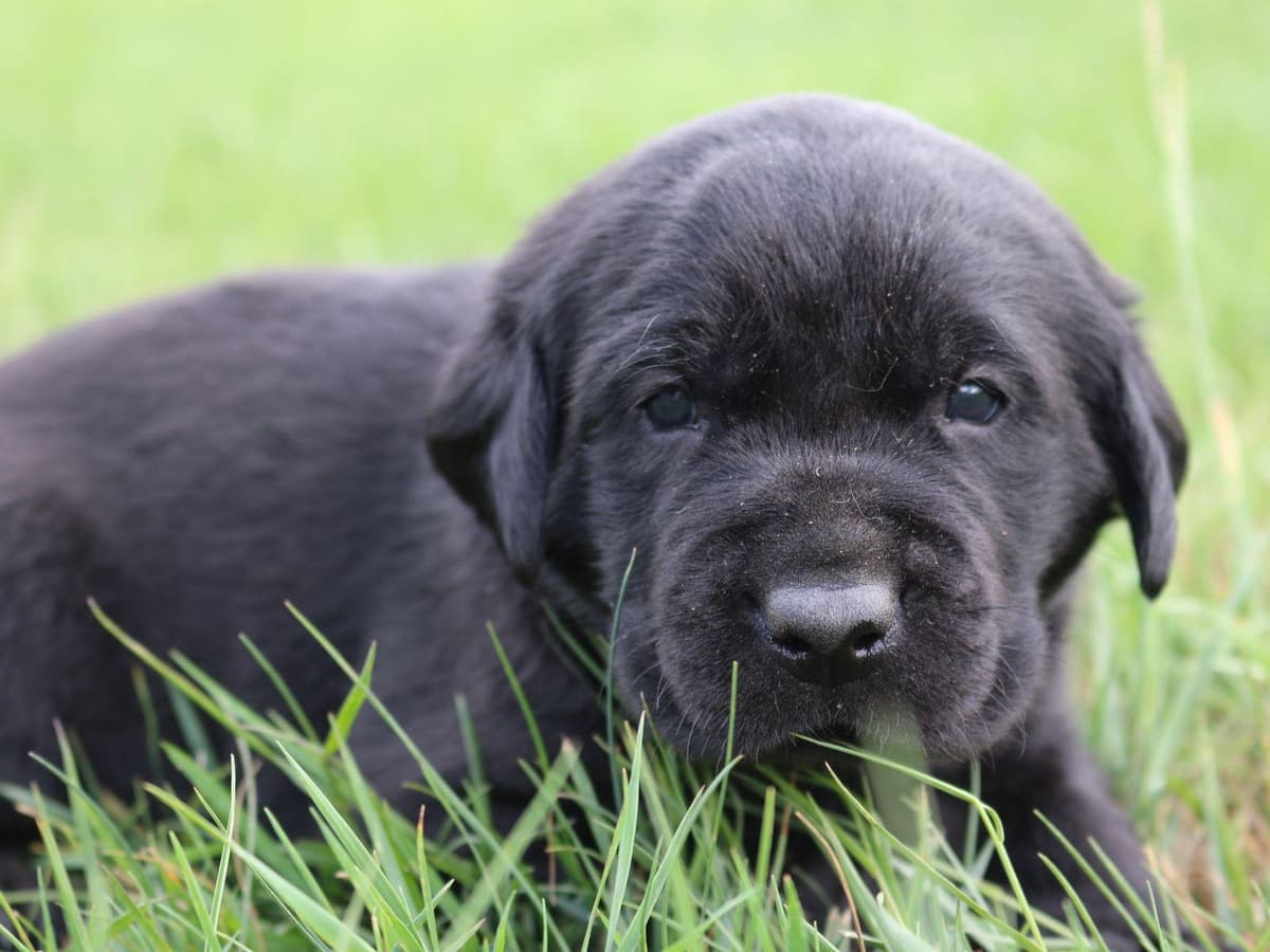 Exceptional Labrador Retriever Puppies breeder image 40