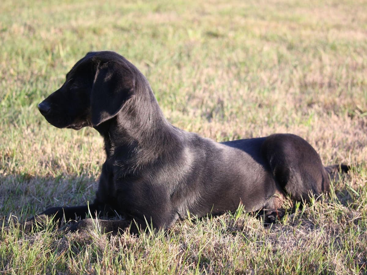 Exceptional Labrador Retriever Puppies breeder image 41