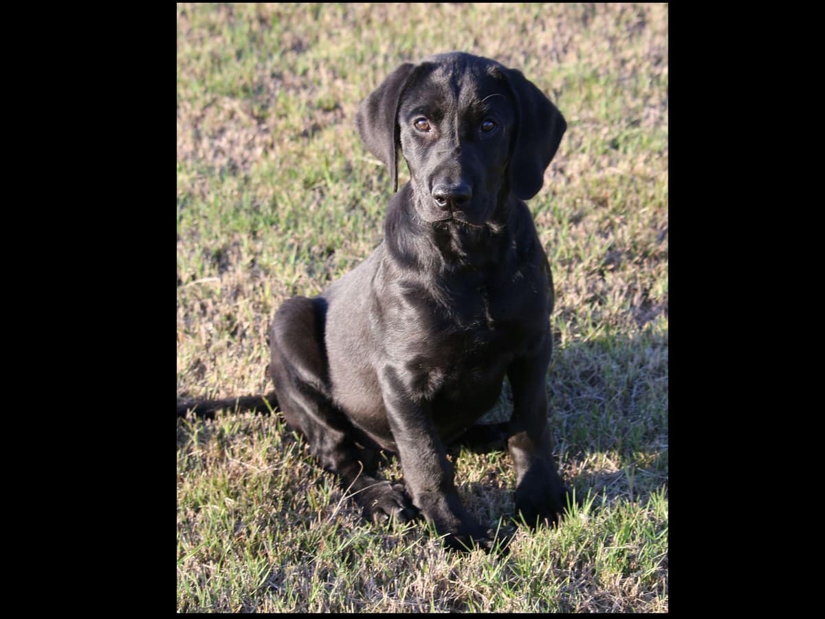 Exceptional Labrador Retriever Puppies breeder image 42