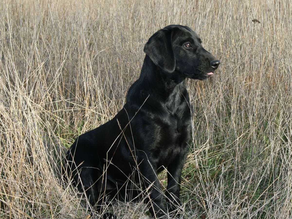 Exceptional Labrador Retriever Puppies breeder image 43