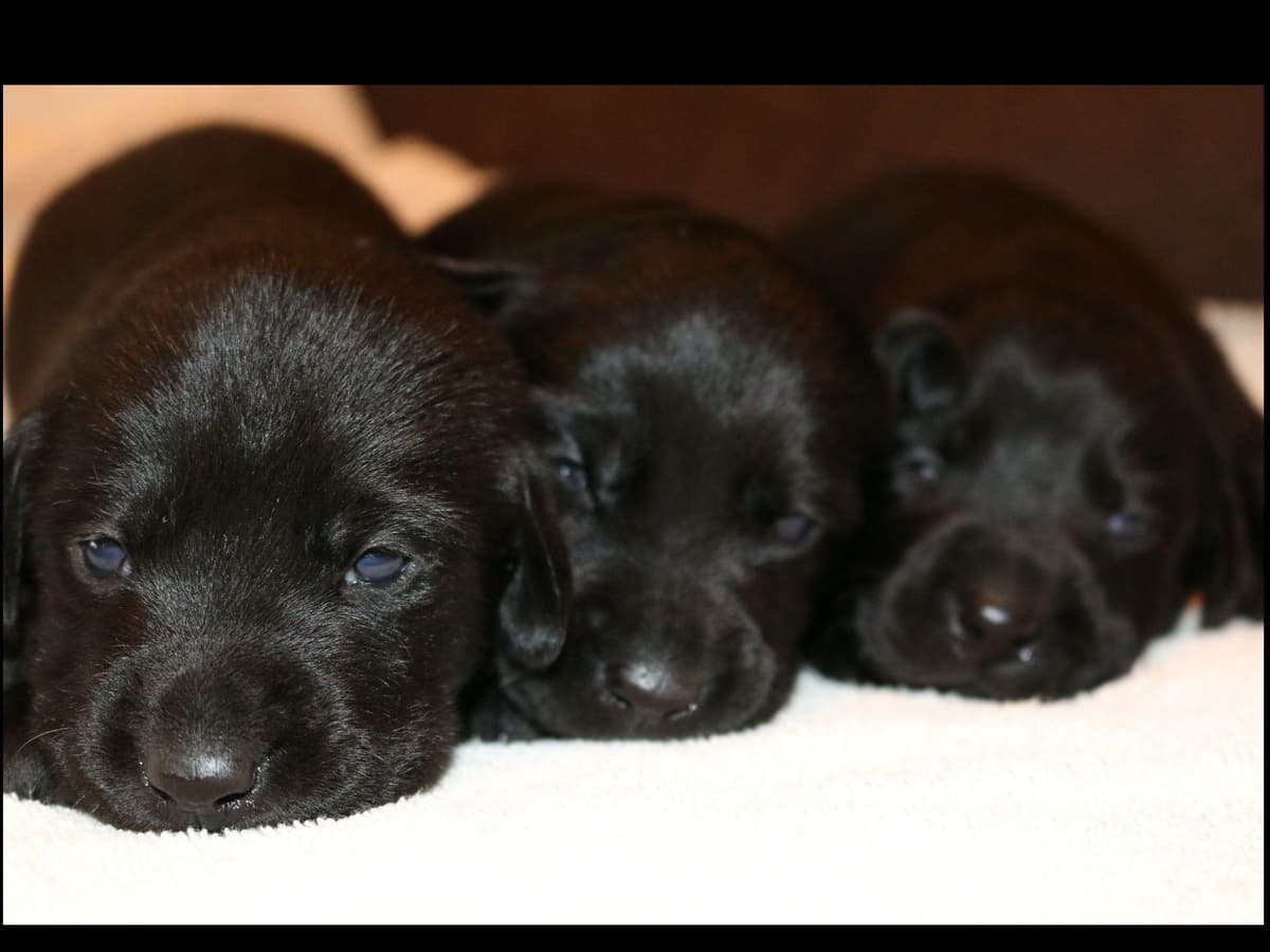 Exceptional Labrador Retriever Puppies breeder image 44