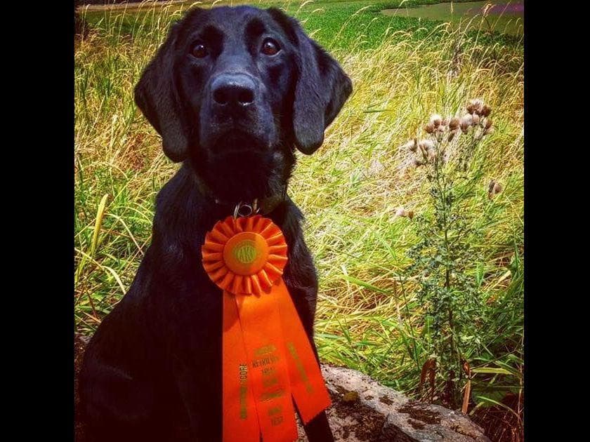 Exceptional Labrador Retriever Puppies breeder image 45