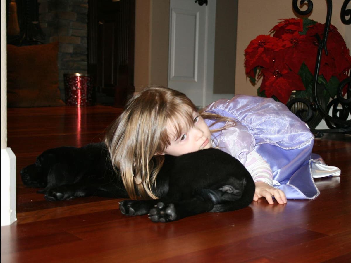 Exceptional Labrador Retriever Puppies breeder image 46