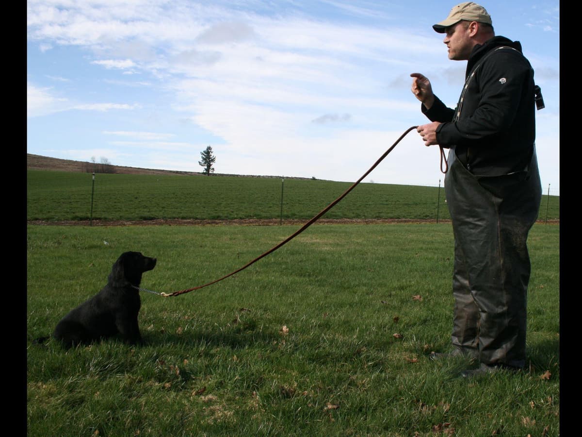 Exceptional Labrador Retriever Puppies breeder image 47