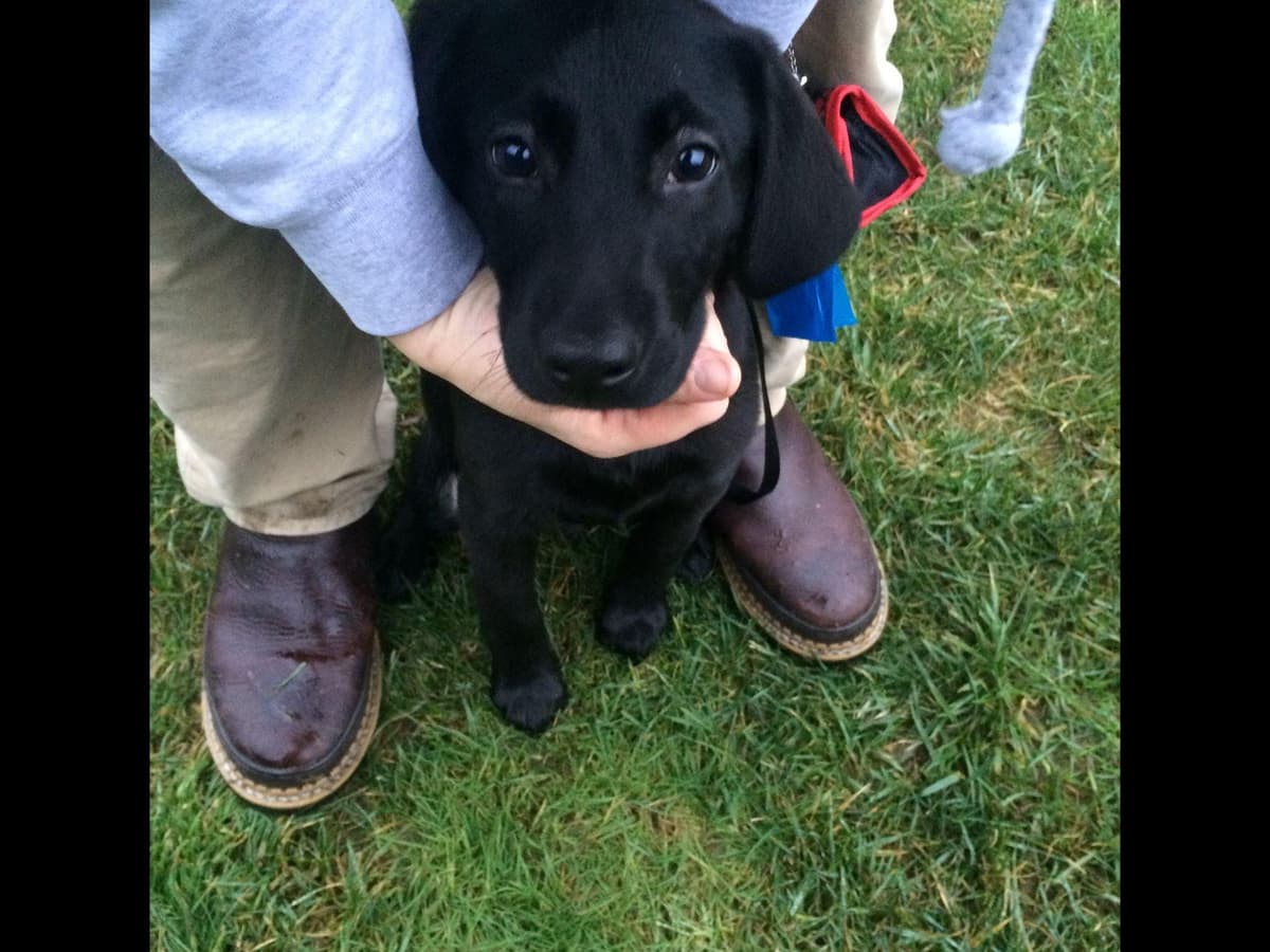 Exceptional Labrador Retriever Puppies breeder image 48