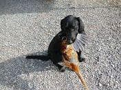Exceptional Labrador Retriever Puppies breeder image 50
