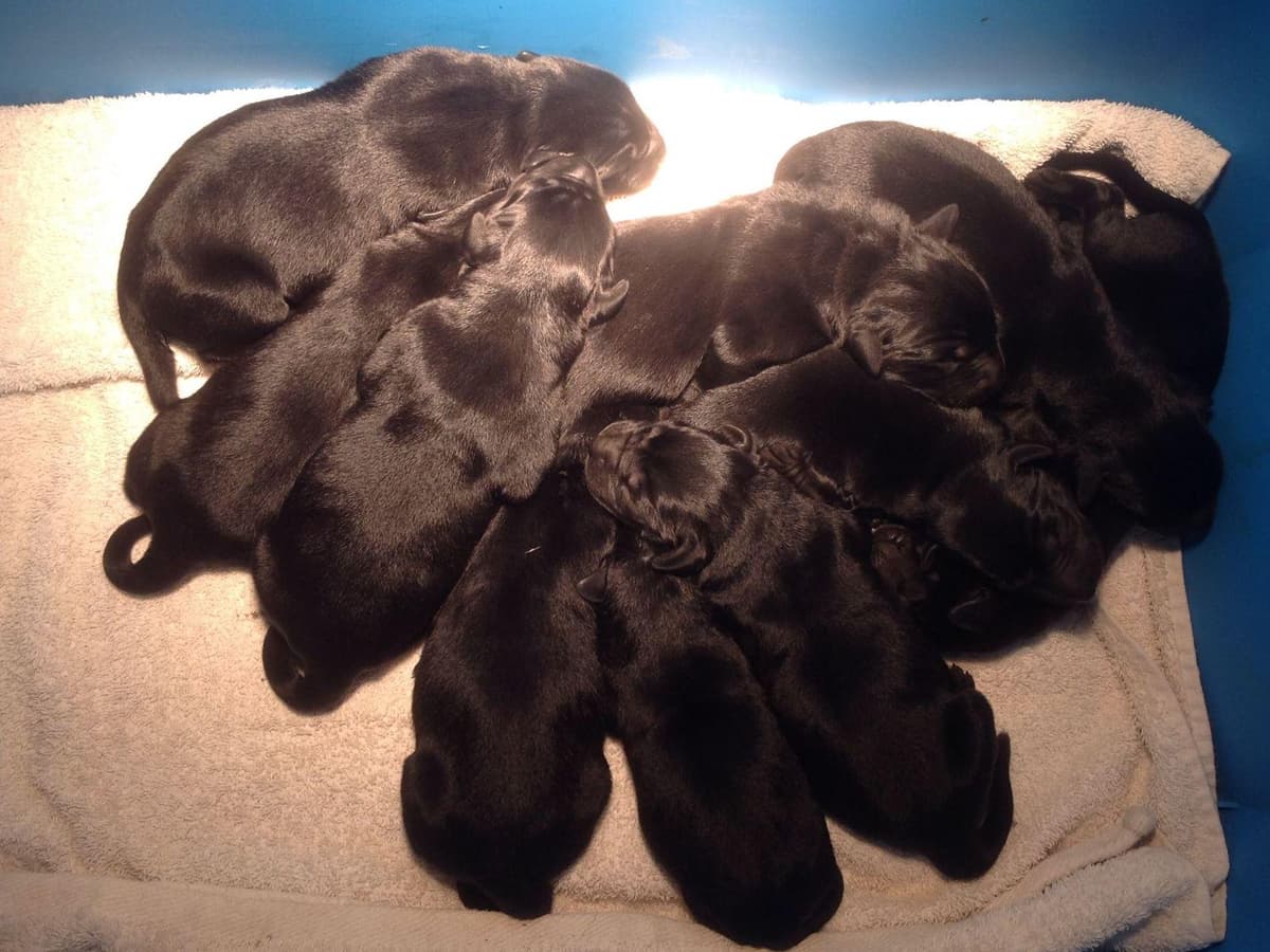 Exceptional Labrador Retriever Puppies breeder image 51