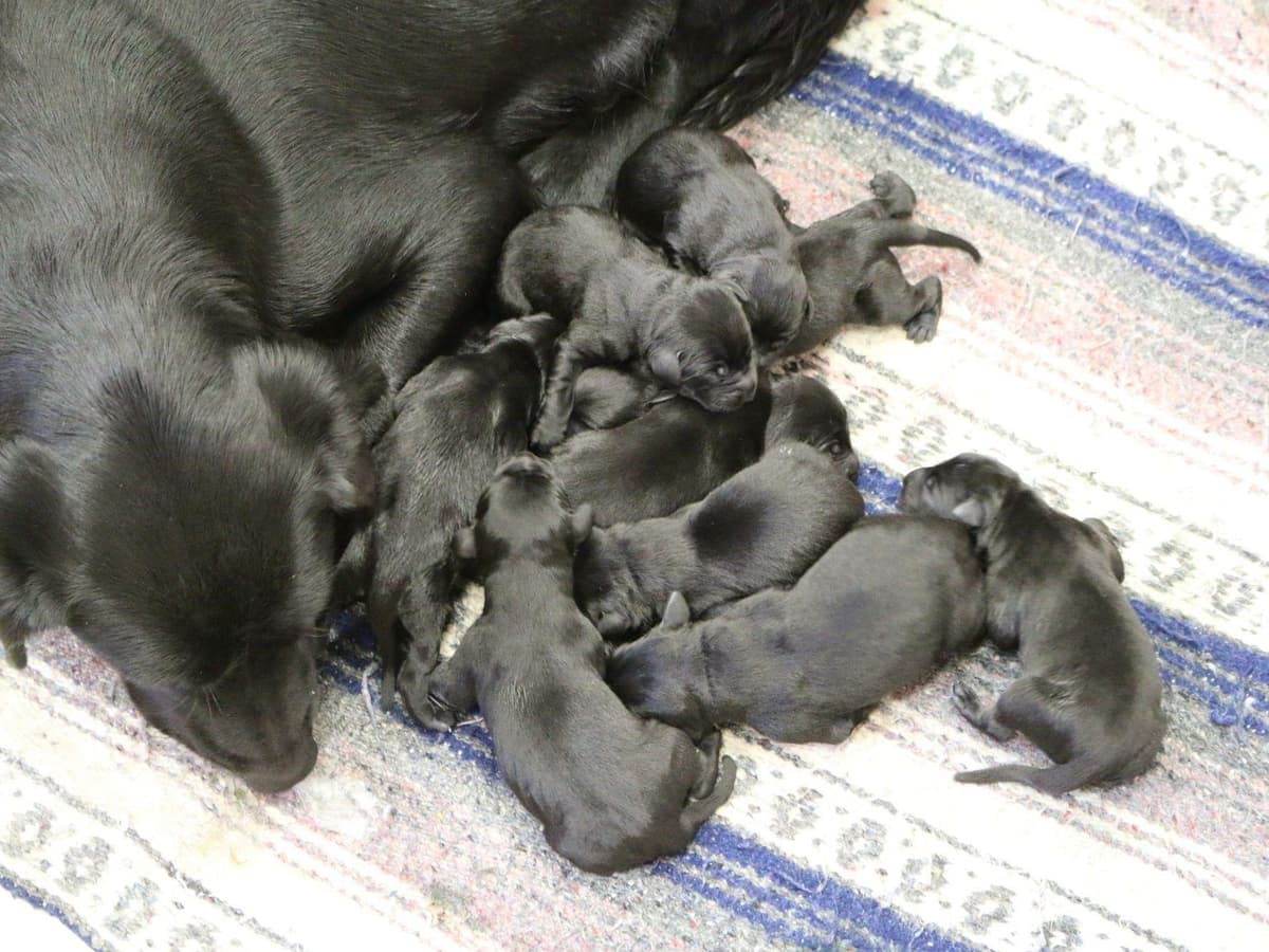 Exceptional Labrador Retriever Puppies breeder image 53