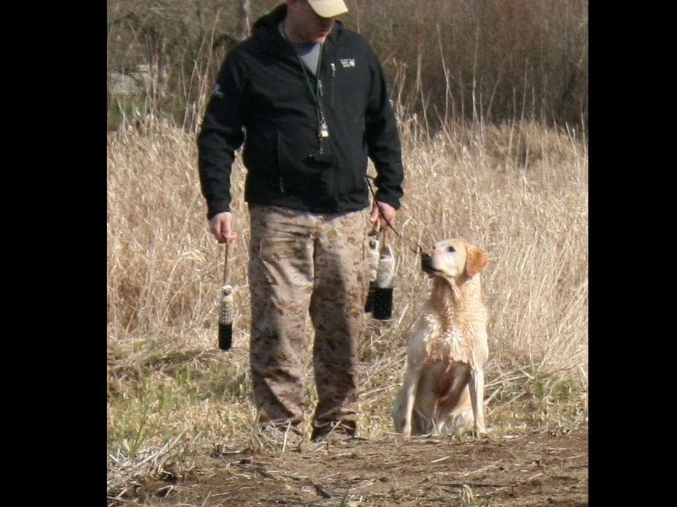 Exceptional Labrador Retriever Puppies breeder image 55