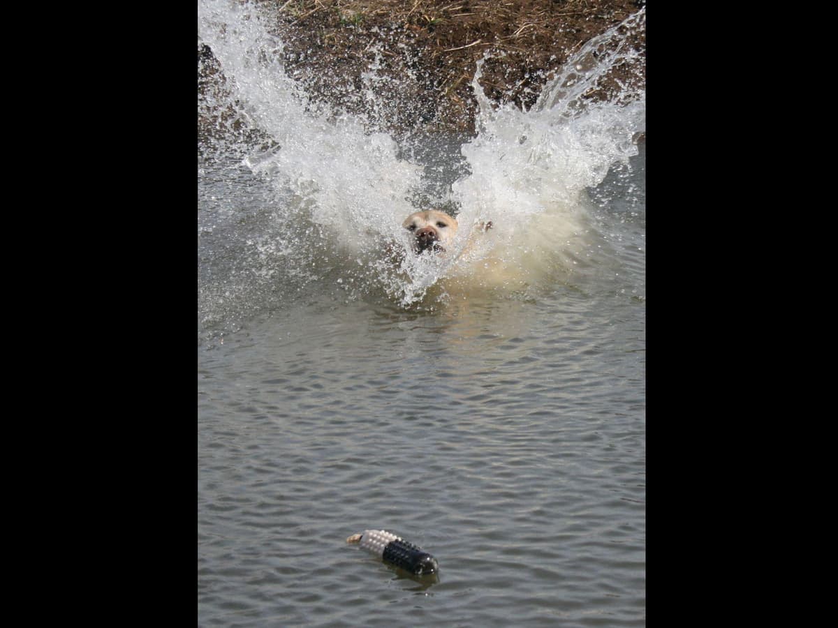 Exceptional Labrador Retriever Puppies breeder image 56