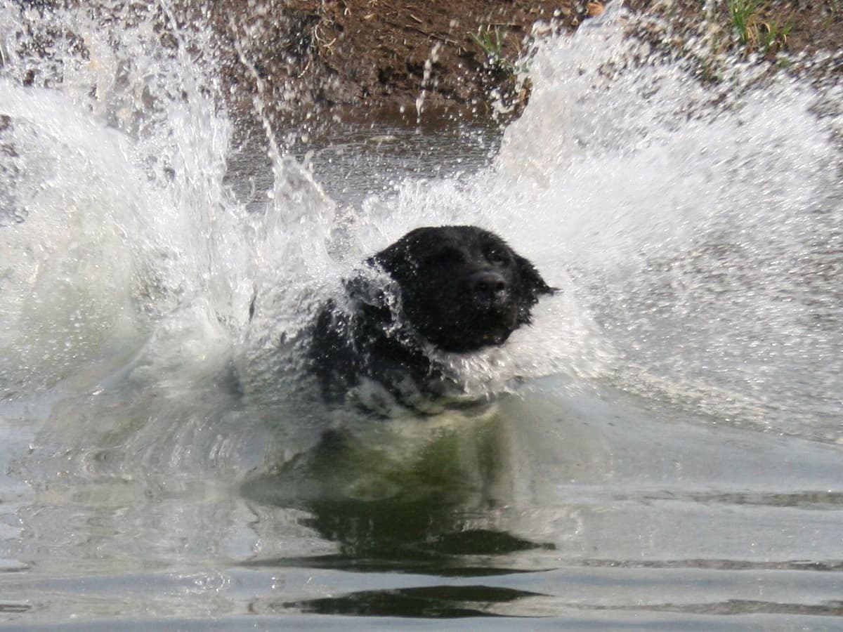 Exceptional Labrador Retriever Puppies breeder image 57