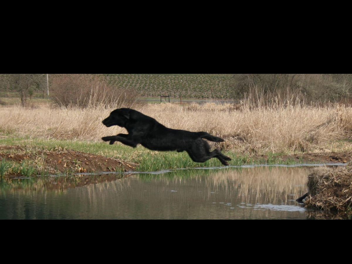 Exceptional Labrador Retriever Puppies breeder image 58