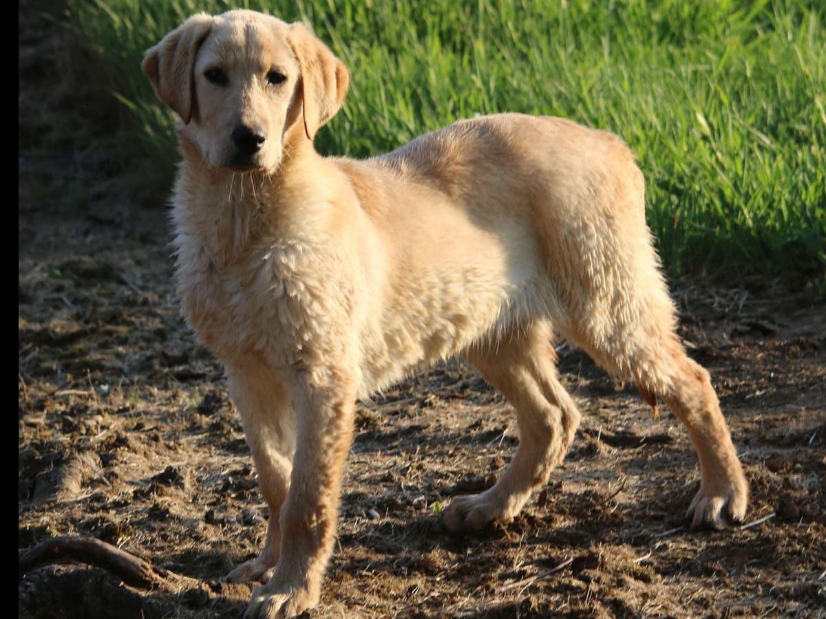 Exceptional Labrador Retriever Puppies breeder image 59