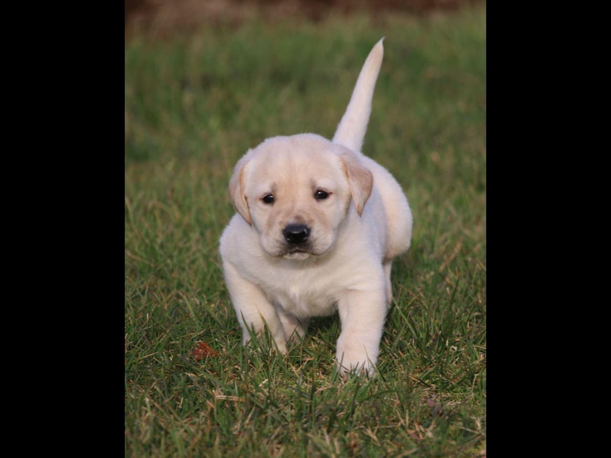 Exceptional Labrador Retriever Puppies breeder image 61