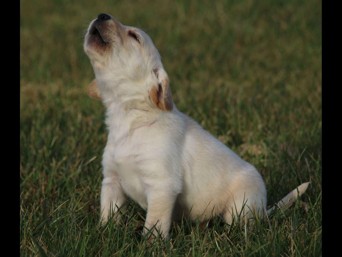 Exceptional Labrador Retriever Puppies breeder image 63