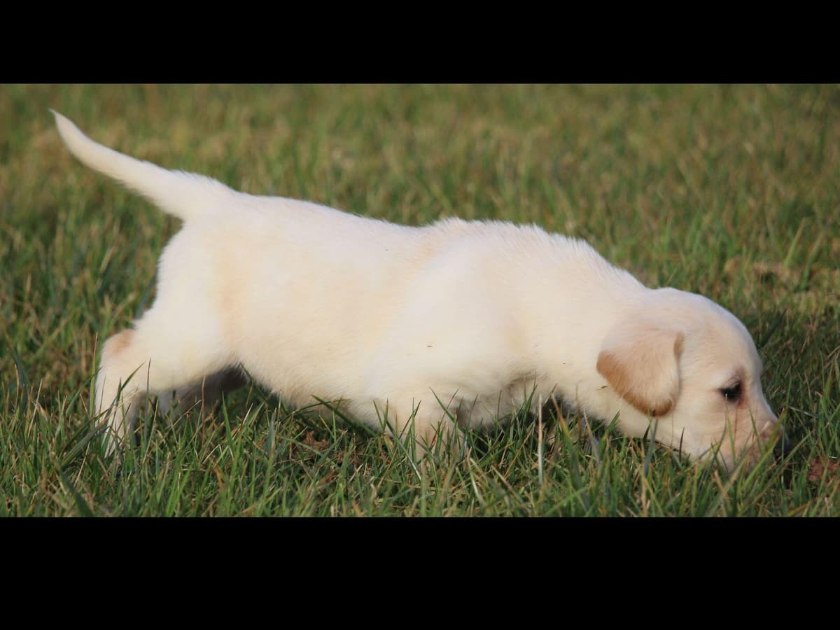 Exceptional Labrador Retriever Puppies breeder image 64