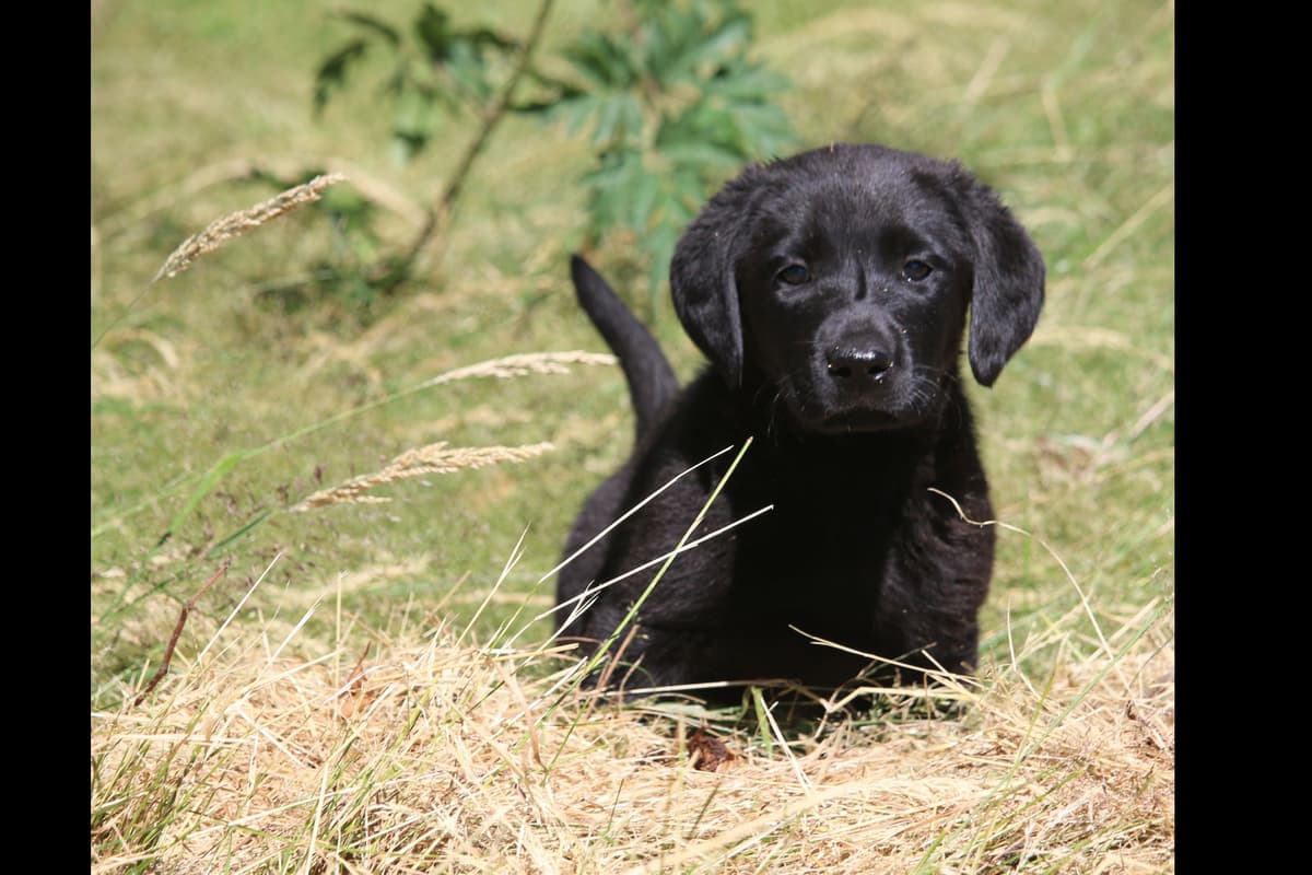Exceptional Labrador Retriever Puppies breeder image 3