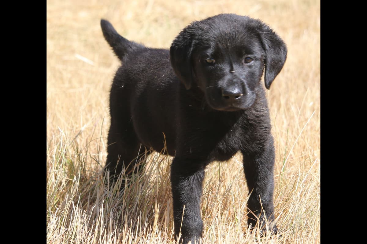 Exceptional Labrador Retriever Puppies breeder image 2