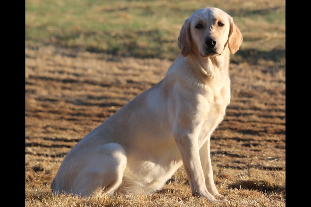 Exceptional Labrador Retriever Puppies breeder image 66