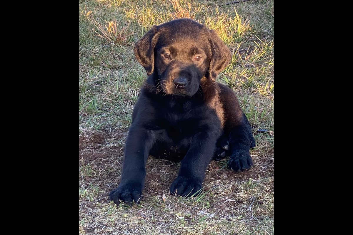Exceptional Labrador Retriever Puppies breeder image 67