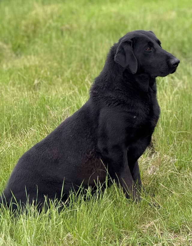 Exceptional Labrador Retriever Puppies media 2