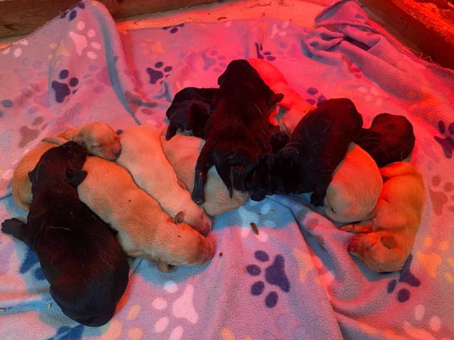 Exceptional Labrador Retriever Puppies media 3