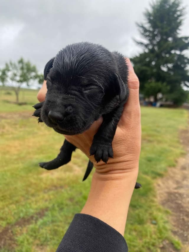 Exceptional Labrador Retriever Puppies media 4