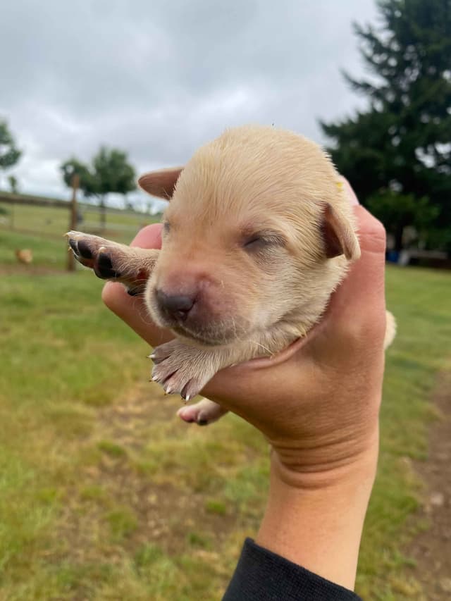 Exceptional Labrador Retriever Puppies media 5