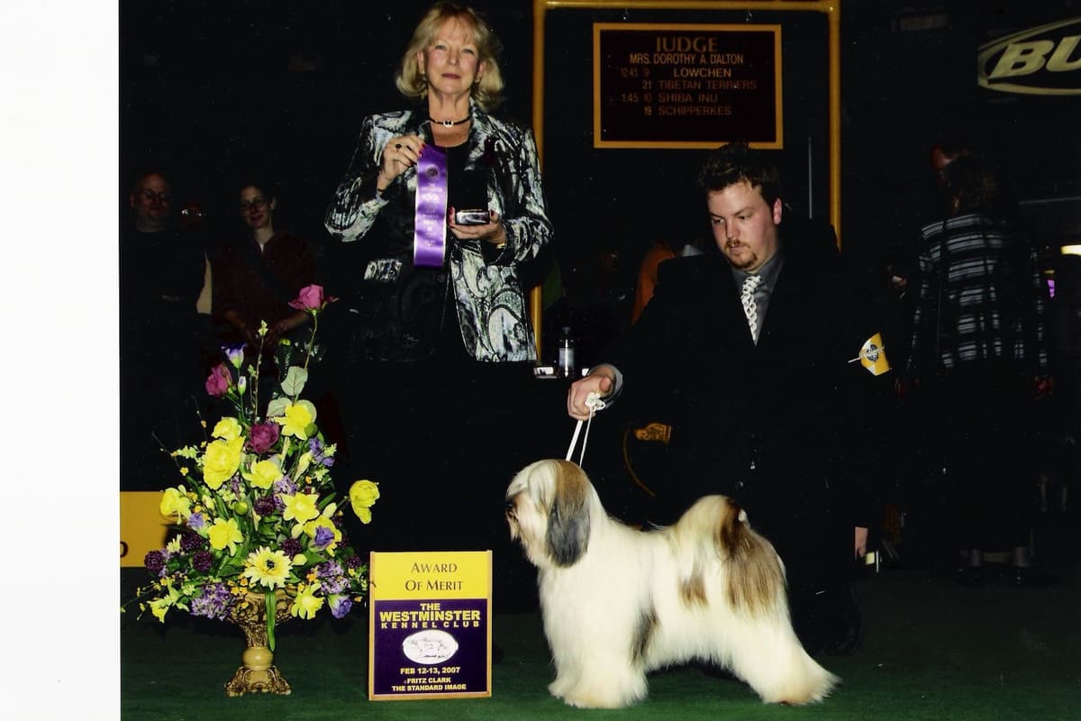 Tibetan Terrier Puppies breeder image 2