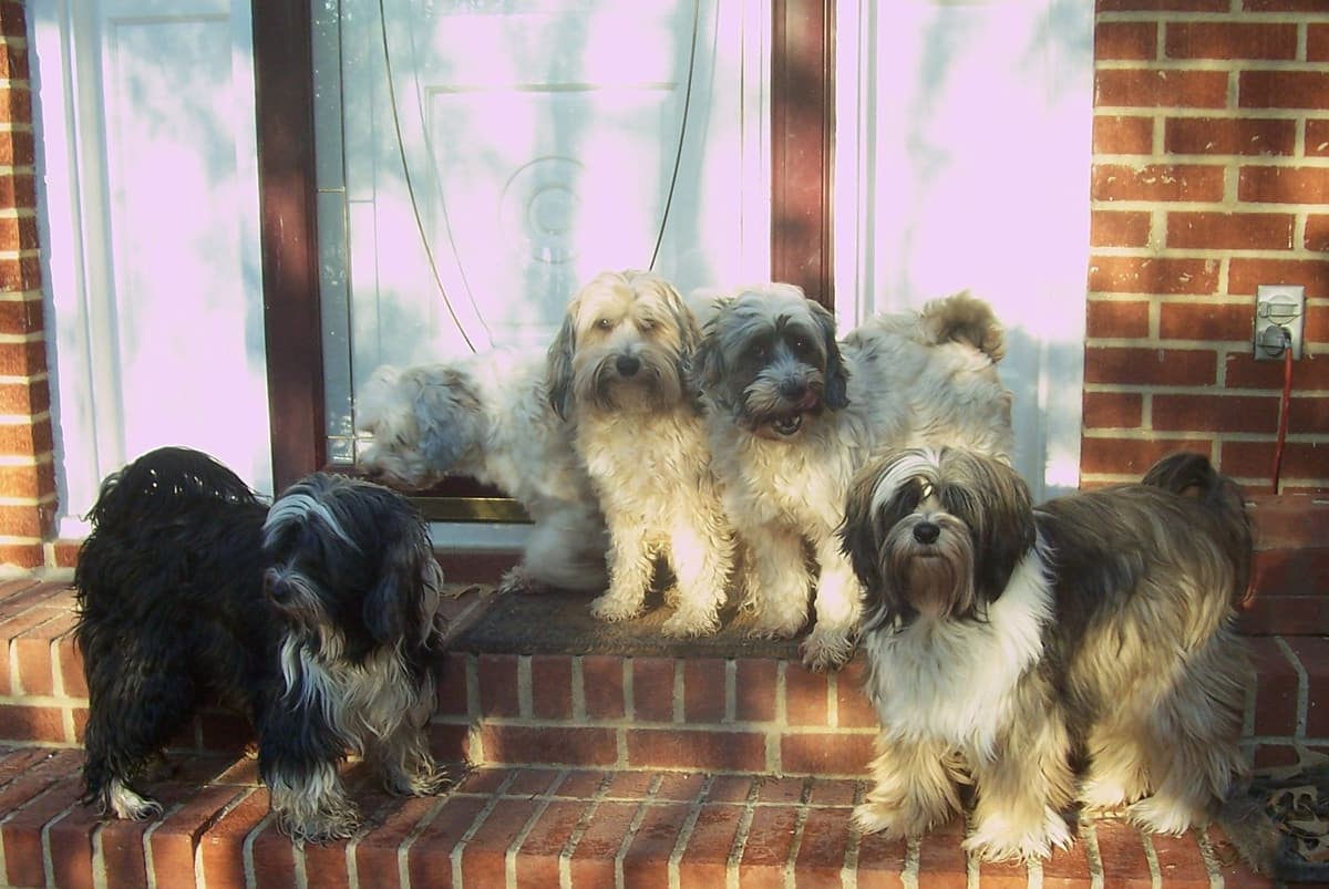 Tibetan Terrier Puppies breeder image 1