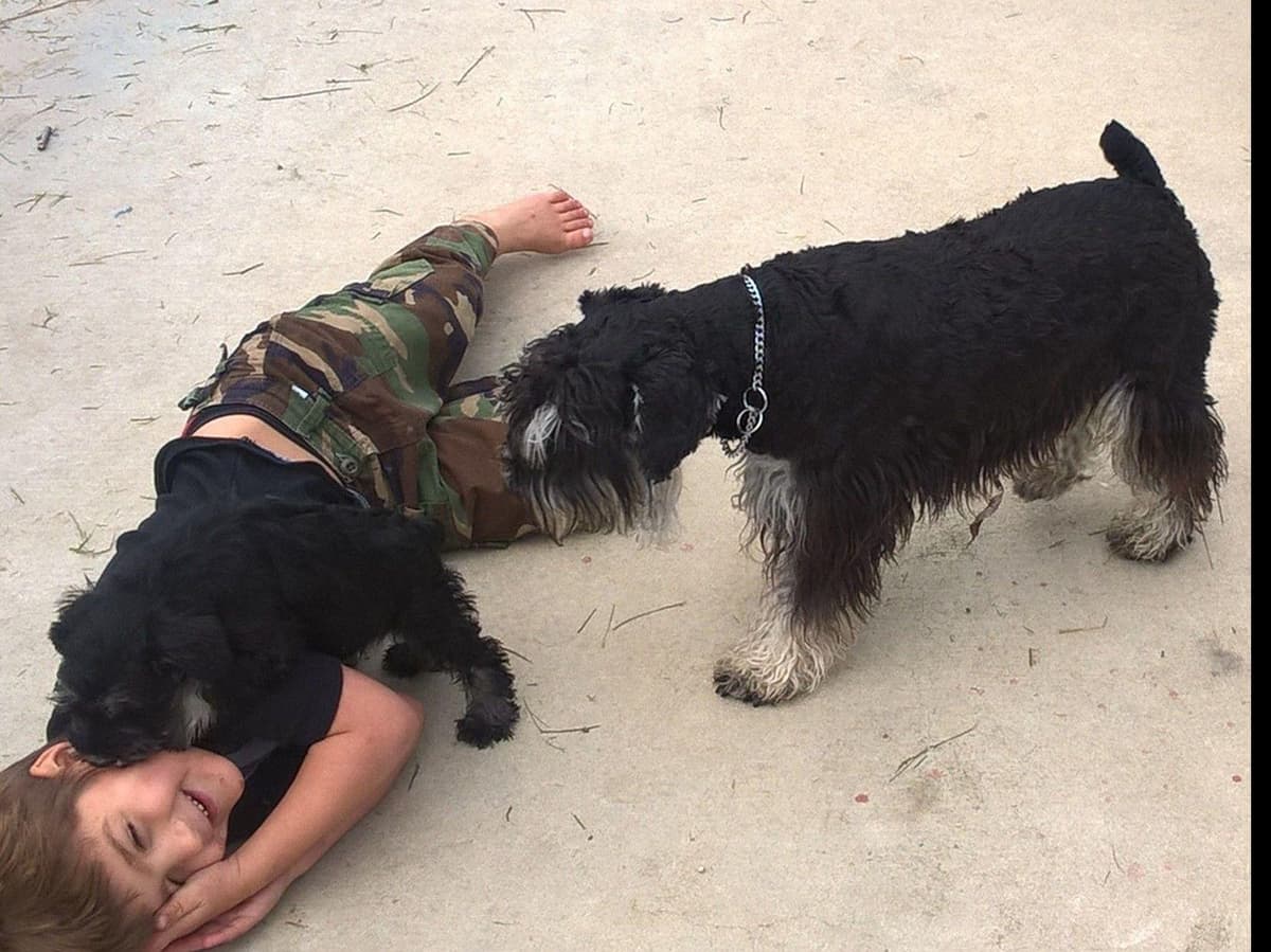 Miniature Schnauzer Puppies Available Now breeder image 8