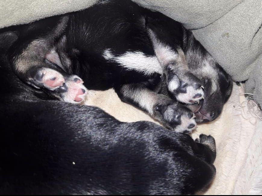 Miniature Schnauzer Puppies Available Now breeder image 5