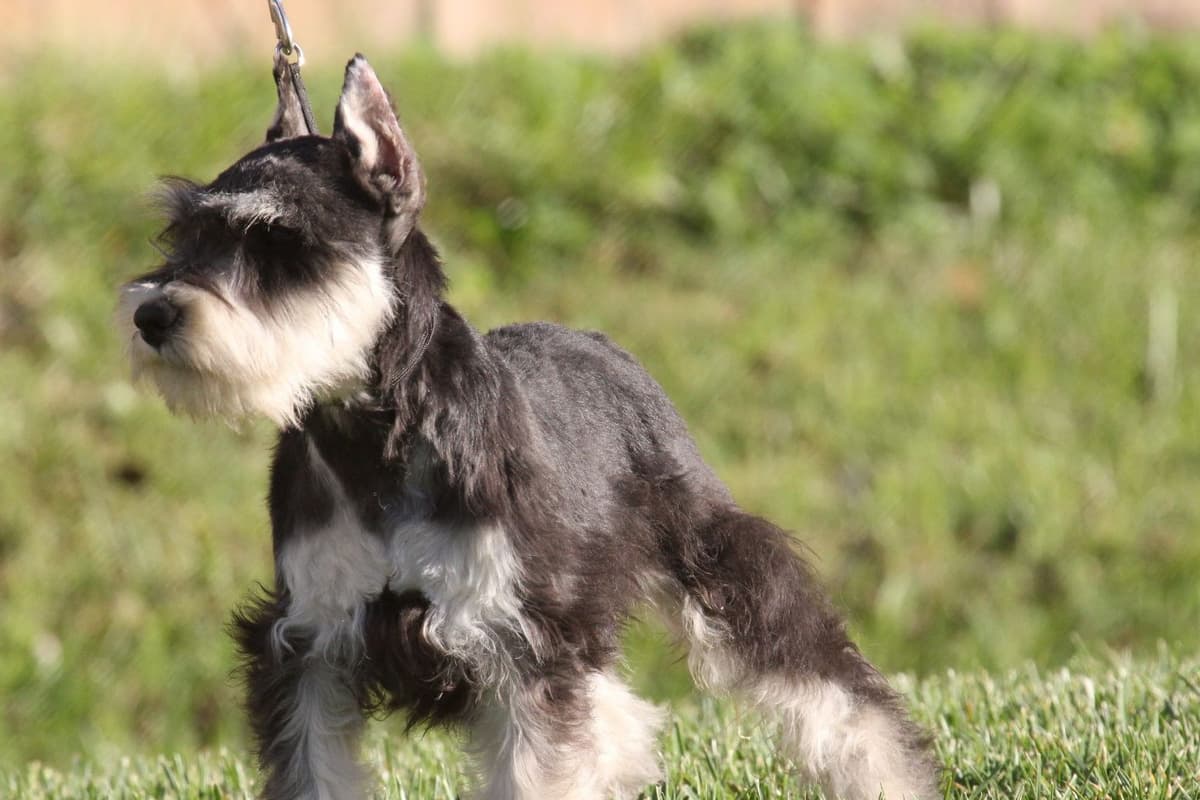 Miniature Schnauzer Puppies Available Now breeder image 3