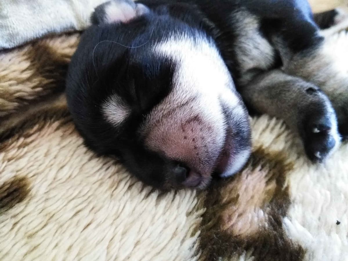 Miniature Schnauzer Puppies Available Now breeder image 10