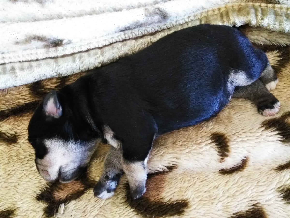 Miniature Schnauzer Puppies Available Now breeder image 9