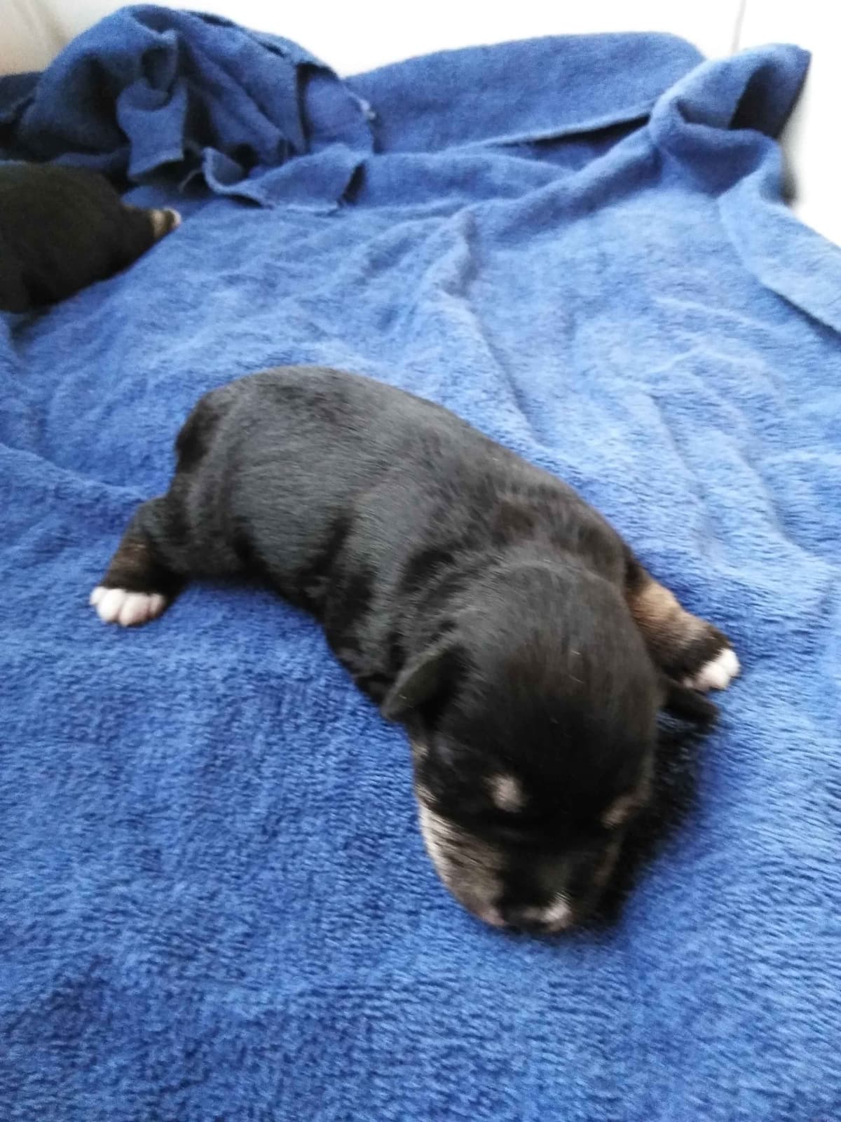 Miniature Schnauzer Puppies Available Now breeder image 12