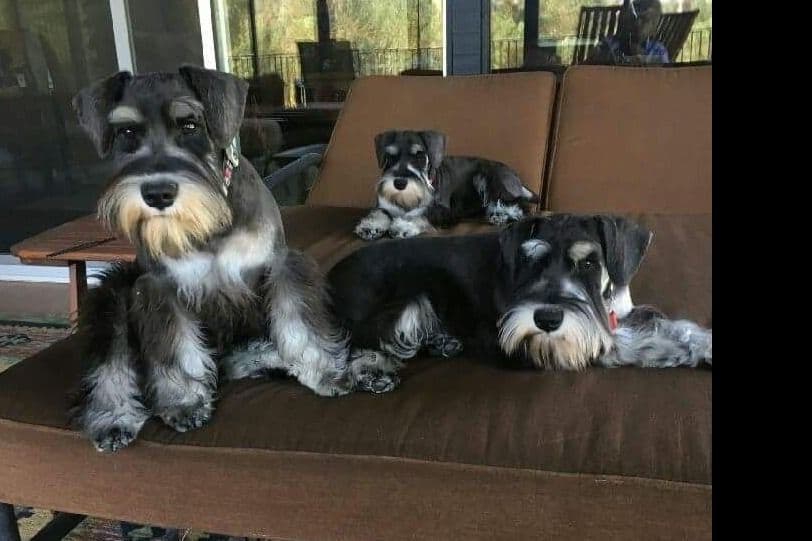 Miniature Schnauzer Puppies Available Now breeder image 14